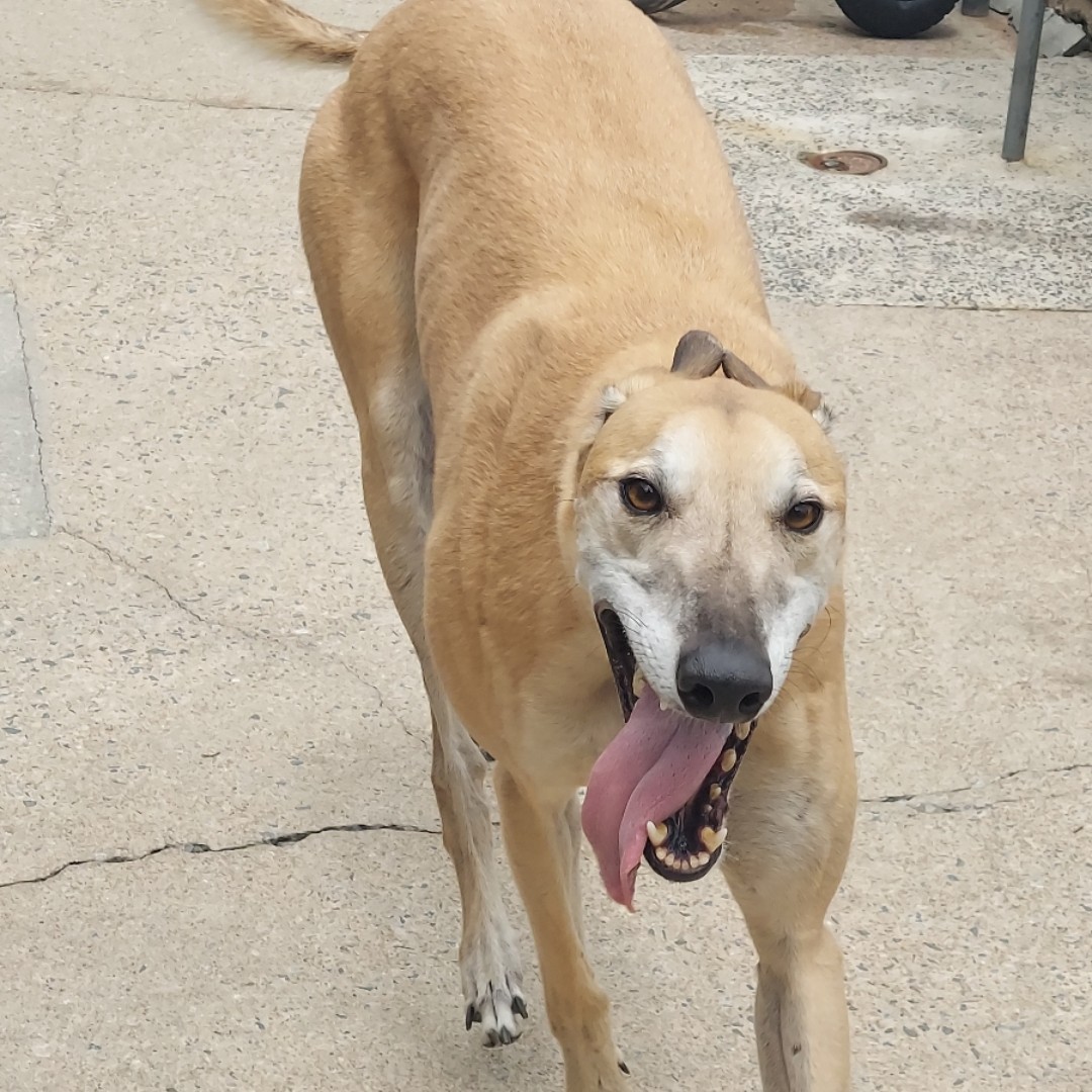 HSFpets's tweet photo. Hal out for a stroll,
enjoying his time
in the sun☀️

Our indoor/outdoor runs are a fan favorite!

#petresort #dogsatplay #chescopa #petboarding #dogboarding #dogsitter #phoenixvillepa #extonpa #chesterspringspa #malvernpa #bringyourpettothecountry #doggiedaycare #doggydaycare https://t.co/toy6cA3Nvw