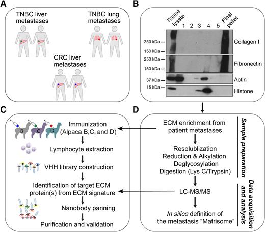 Cancer Research On Twitter Jailkhani Et Al Use Proteomics To Define cancer-research-on-twitter-jailkhani-et-al-use-proteomics-to-define