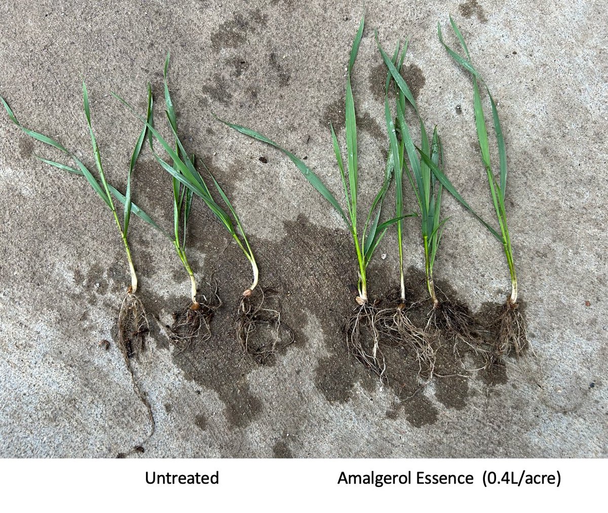 Spring wheat near Strome, Alberta following in-furrow application of Amalgerol Essence. AME has been an extensively used biostim since 1980 in the EU and now available in Canada   

Looking forward to sharing more from ongoing trials across Canada #cdnag  <a href="/Amalgerol_CA/">Amalgerol Canada</a> <a href="/amalgerol/">Amalgerol</a>