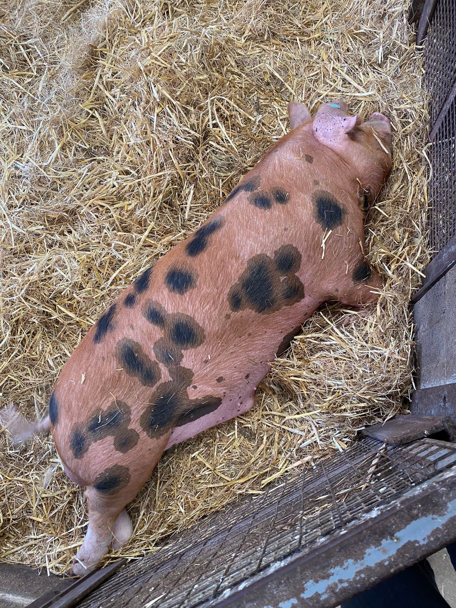 Larchwood Primary tweet media