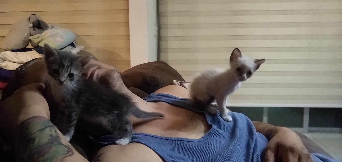 #newfamily #kitty #animallove 
En mi corazon siempre ahi espacio para tod@s . Shampoo y Mirru ojala sean eternas