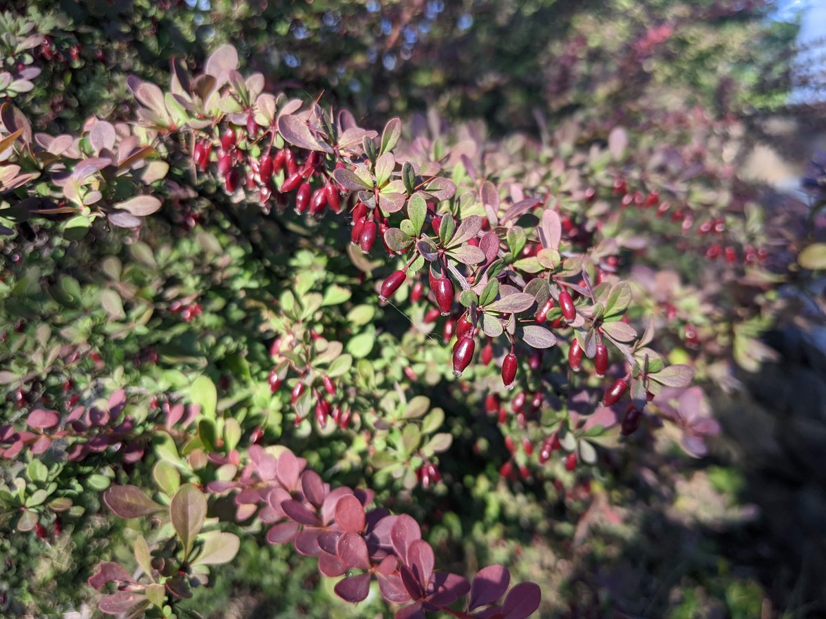 Balkep's tweet photo. #Berberis thunbergii - Japanese #Barberry fruiting intensely. The barberry fruits of all plants in this genus are edible and are featured often in the cuisine of central Asia. These plants were in a beautiful #garden around the #Tufandag mountain resort in #Gebele, #Azerbaijan https://t.co/1exKNVgqpm
