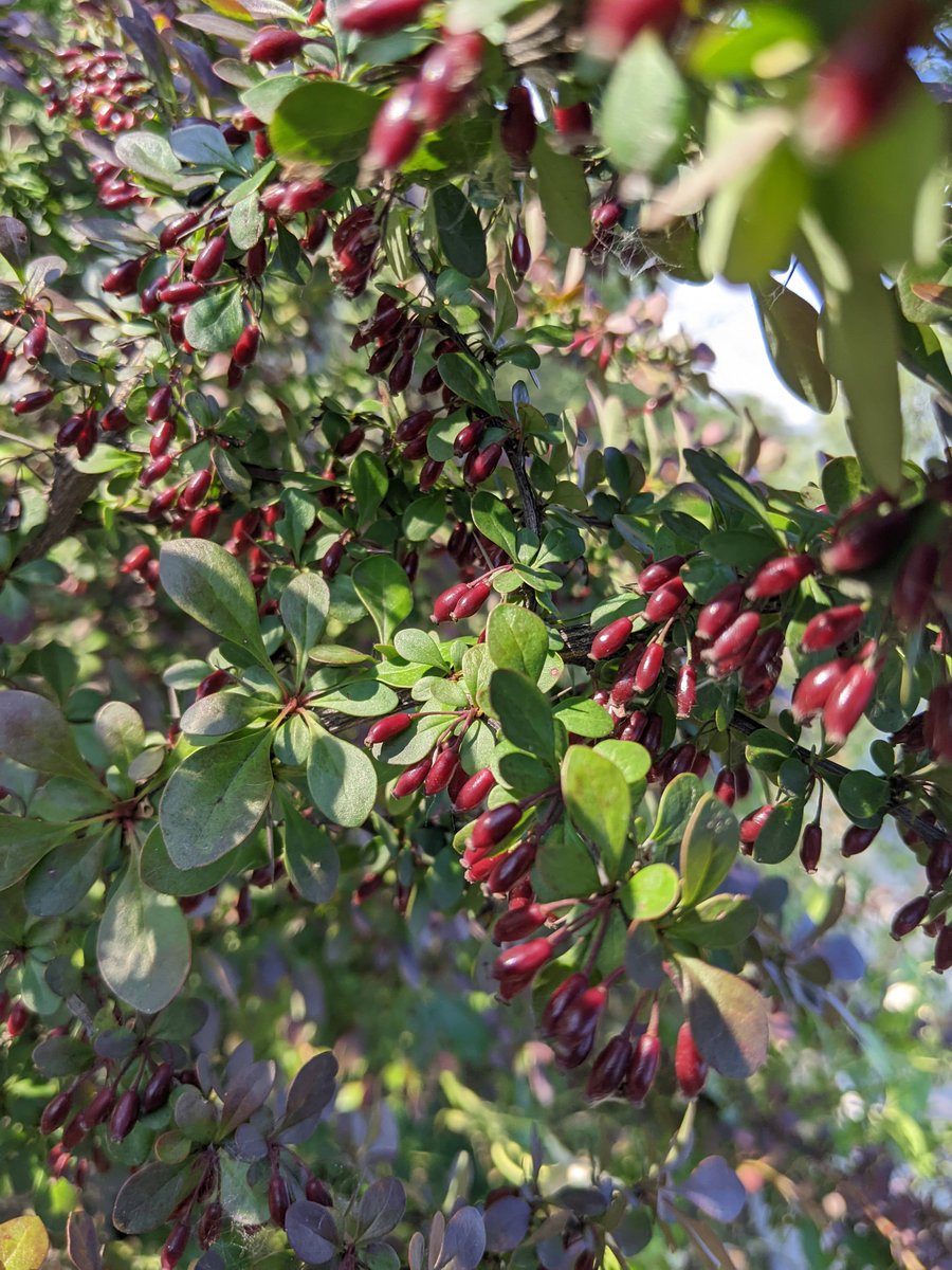 Balkep's tweet photo. #Berberis thunbergii - Japanese #Barberry fruiting intensely. The barberry fruits of all plants in this genus are edible and are featured often in the cuisine of central Asia. These plants were in a beautiful #garden around the #Tufandag mountain resort in #Gebele, #Azerbaijan https://t.co/1exKNVgqpm