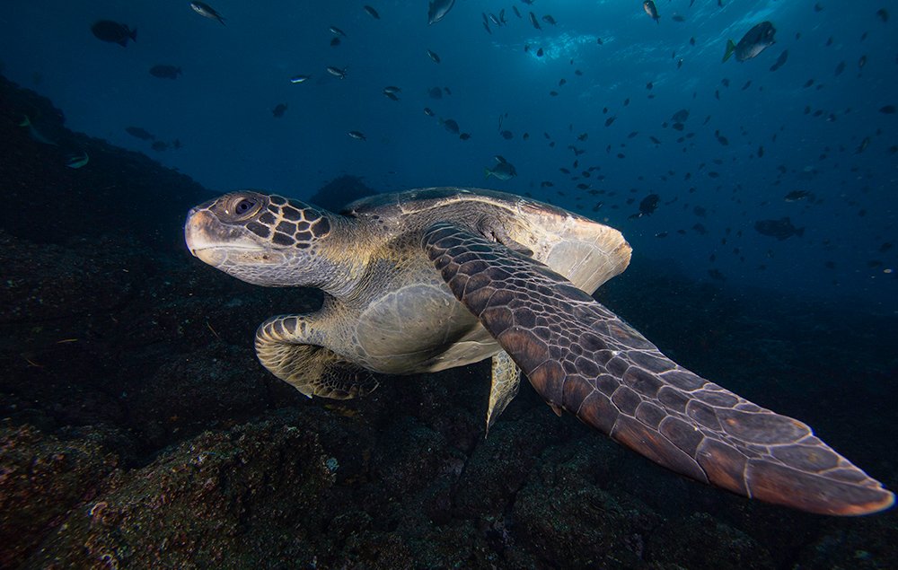 LaAgendadelMar's tweet image. Las tortugas marinas son criaturas que llevan unos 64 millones de años en el #planeta, pero actualmente su permanencia en este se ha visto amenazada. 🥰🐢
agendadelmar.com/tortugas-marin… 🐢🌊#tortugasmarinas #turtle