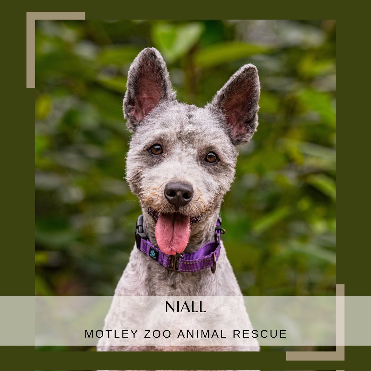 Meet Niall Horan! He is a 2-3year old Hungarian Pumi. NOT a Puli. Niall's motto is "Ball is life" and he has the energy to keep up with that pink bunny! In order to be a good citizen, Niall needs a job. Did I mention he is high energy?