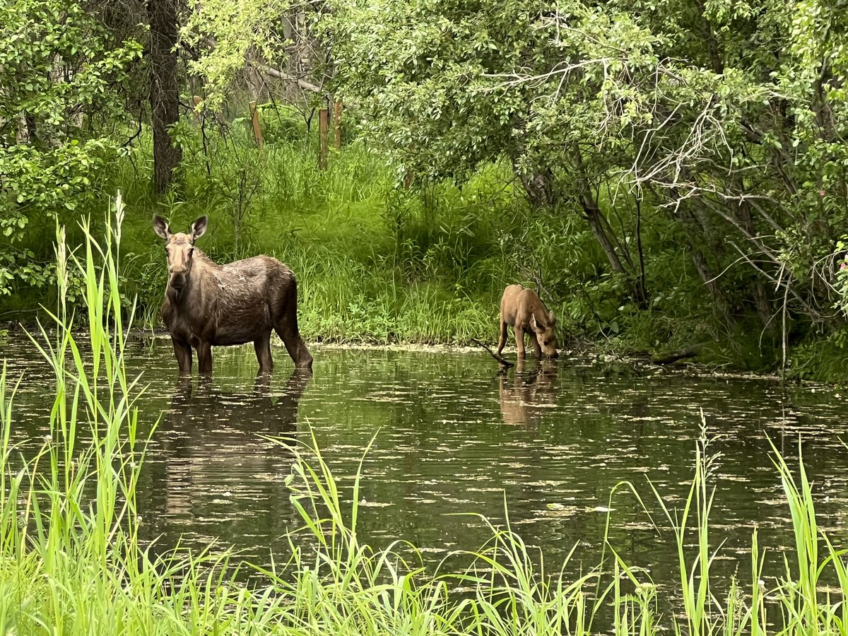 I’m enjoying the new neighbors. 

#Alaska #AlaskaTwitter #scienceteacher