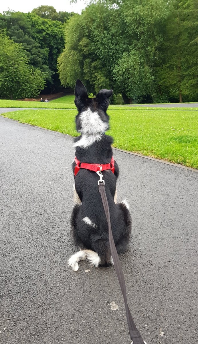 Still considering his career options. We've explored becoming an electrician, recycling operative and now contemplating life as a park warden 🤔 #BorderCollie #CareerDiversity