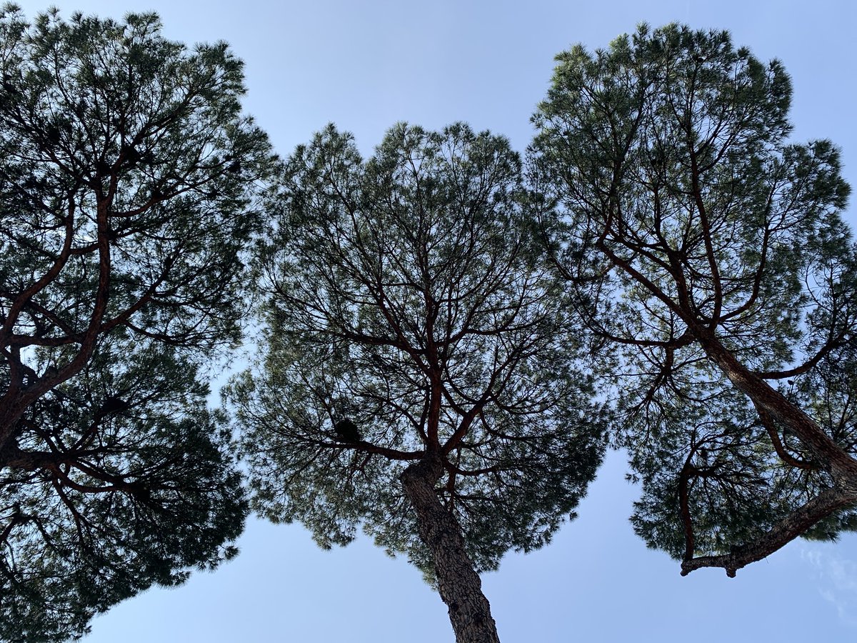 ninakillham's tweet photo. Three trees in Rome checking out the latest tourist to arrive. #curioustrees #Romantrees #savethetrees https://t.co/xVvl8VogUf