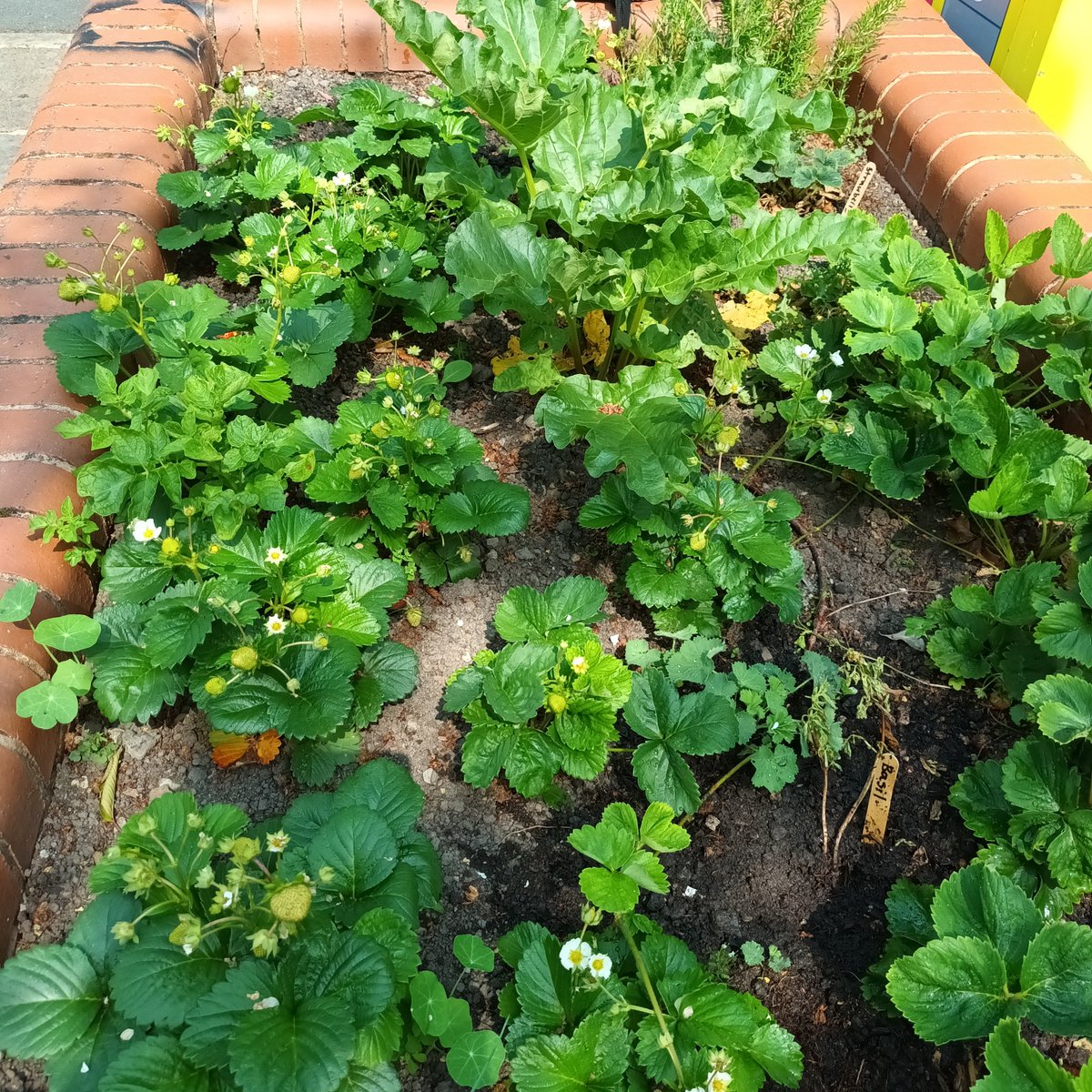 EdibleMorley's tweet photo. There are strawberries lurking in the Beryl Burton beds and the best part is they are free for anyone to pick 🍓🍓🍓😀 They were planted by us, Incredible Edible Morley! Let us know if you find them 😋
#incredibleedible #edibleleeds https://t.co/RFK50r7PGd