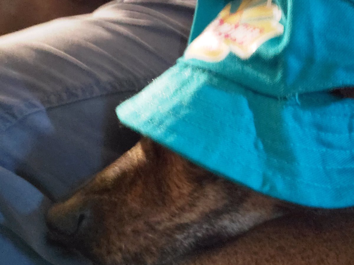 Milo 🏳️‍⚧️ tweet media