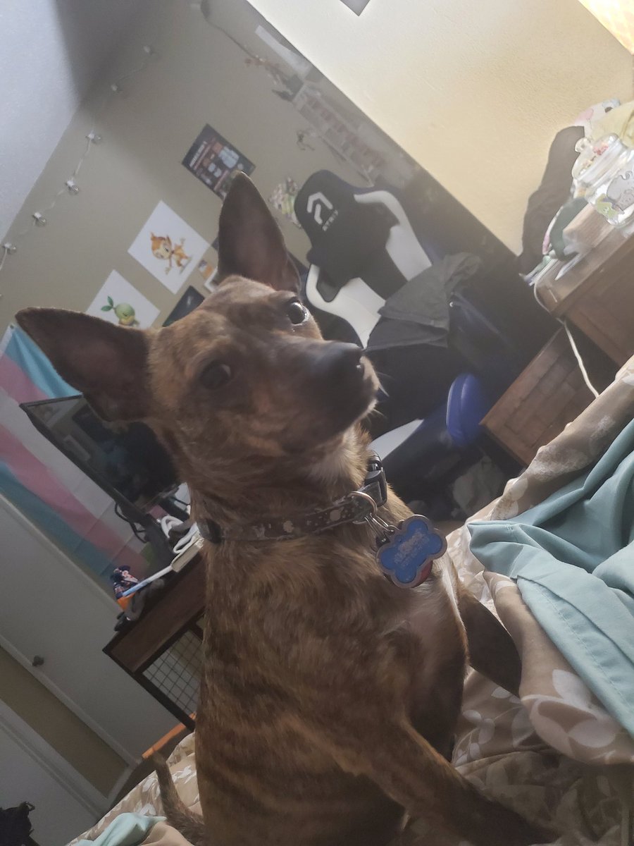 Milo 🏳️‍⚧️ tweet media