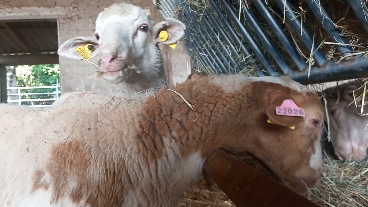 #AïdElKebir
Les 40 moutons saisis à #Nice dans un appartement de 12m2 sont désormais sous la protection de la FBB. Affamés, ils reprennent des forces dans notre pension partenaire.