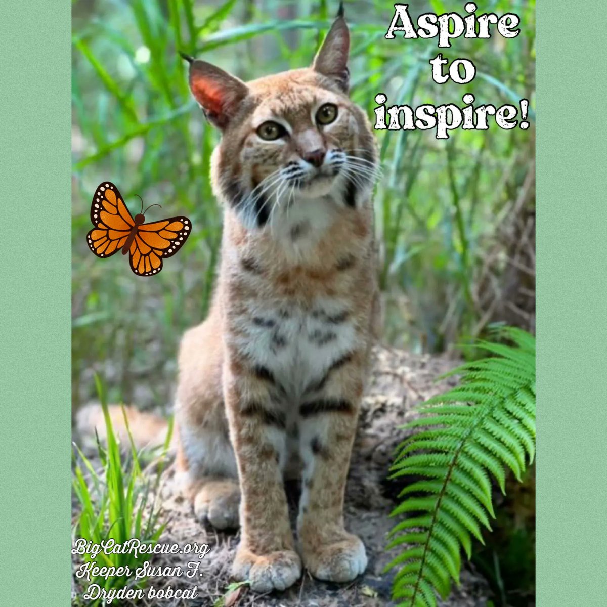 “Aspire to inspire!”

#DrydenBobcat #BigCatRescue #Rescue #BigCats #Bobcat #AspireToInspire #Inspiration #Florida #Sanctuary #CaroleBaskin #Quotes #QuotesToLiveBy #Inspiration #inspirationalQuotes