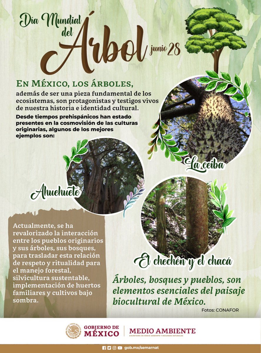 LAURABARRANCO's tweet photo. Hoy es #DíaMundialDelÁrbol. Convoco a @SEMARNAT_mx @CONANP_mx @CONAFOR @PROFEPA_Mx @GN_MEXICO_ @delfinagomeza @maxcorreah @horacioduarteo a tomar decisiones y acciones efectivas contra la tala y los tiraderos clandestinos #AcuerdoDeEscazú #BosqueDeAgua #ParqueNacionalLosRemedios https://t.co/lsmf81GGZv