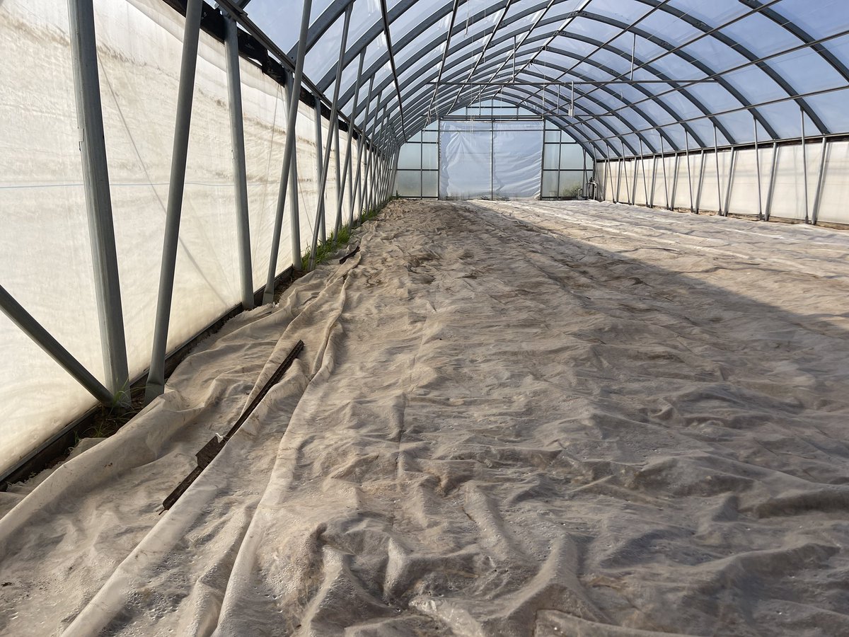 AsmitaNagila's tweet photo. Trying to break pathogen and nematode cycle in this high tunnel that has been used to grow solanaceae crops for years without rotation. #Soilsolarization https://t.co/Msu7pgV0iv