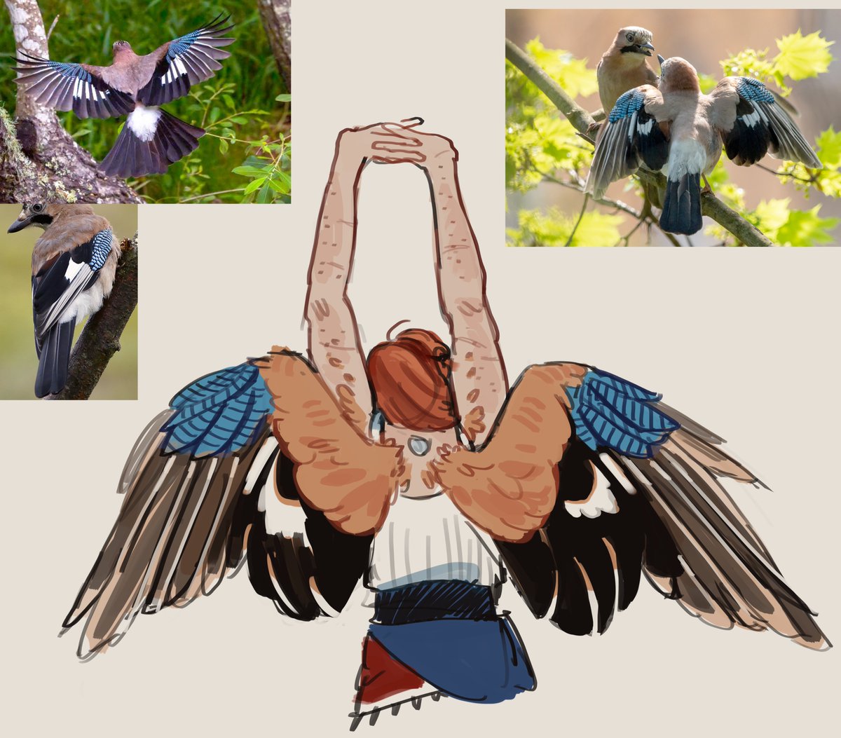 「i just really like the eurasian jay wing」|Rodentのイラスト