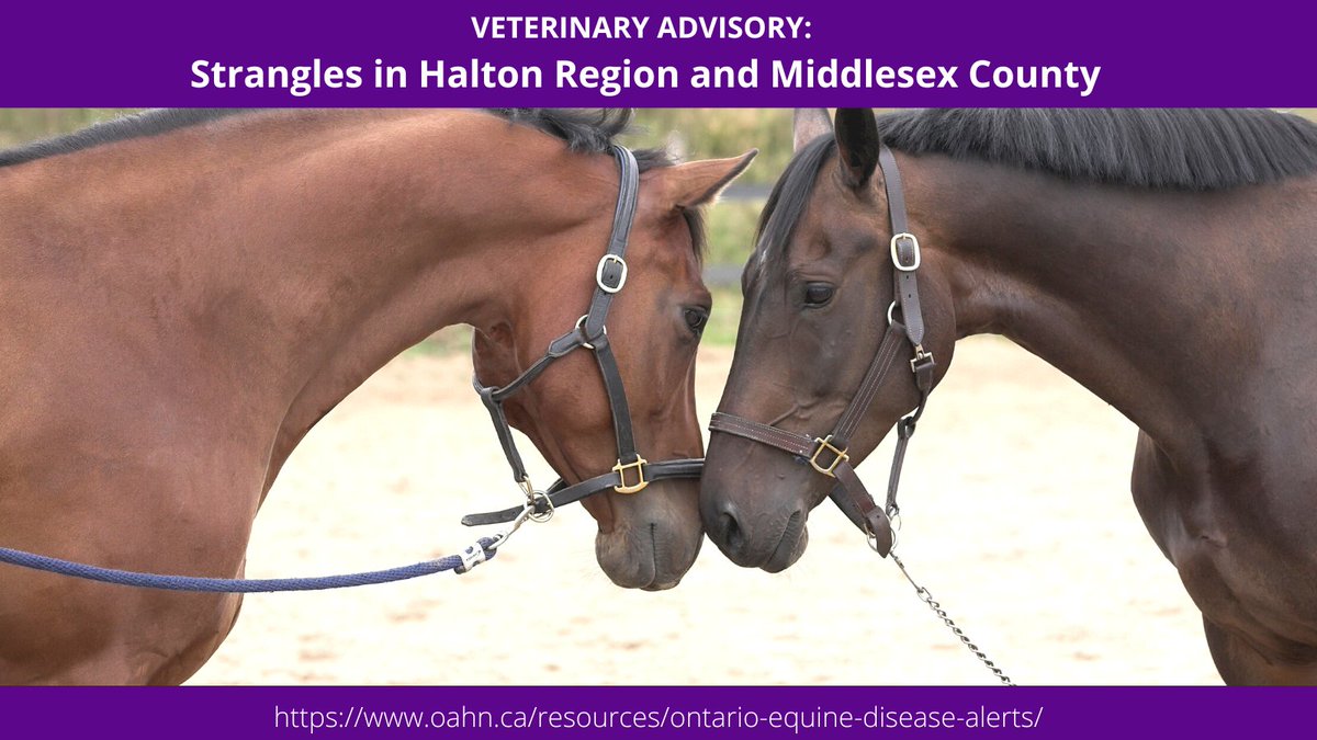 Strangles found in Middlesex quarter horse and Halton Region pony. More details and resources available here:

oahn.ca/resources/onta…

#Equine #OntarioEquine #OntarioHorse #VetMed #VetTwitter #AnimalHealth #HorseHealth