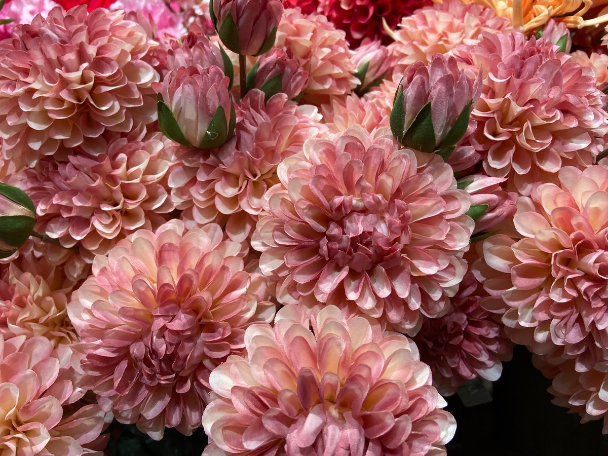Hortus Flora tweet media