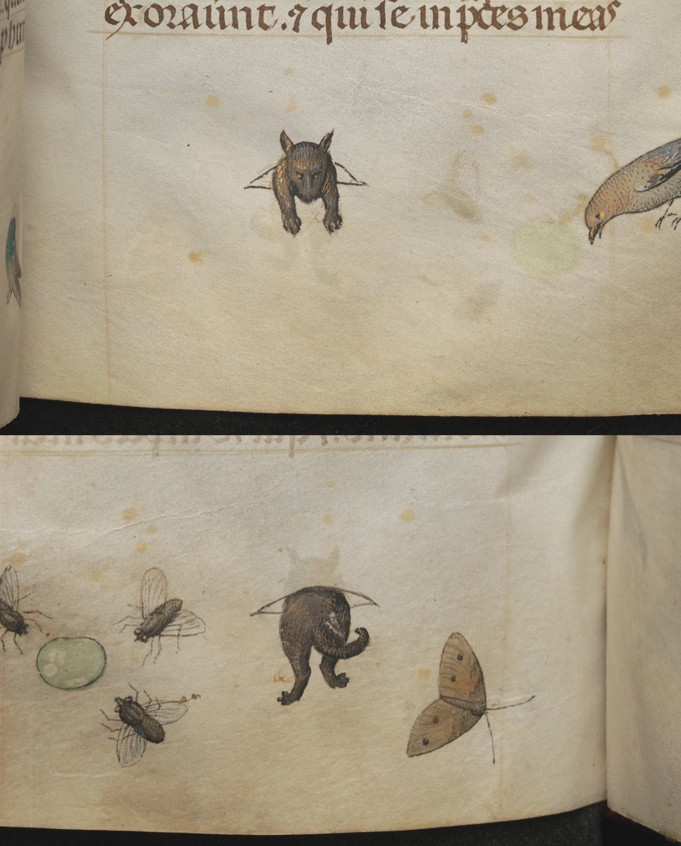 feeling a deep sense of kinship with the 15th century flemish illustrator who drew this adorable tiny dog crawling through the page of a manuscript 🥹