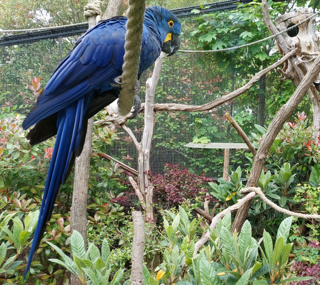 Jour 28 #SALC2023. L’Ara hyacinthe est le plus grand des perroquets. Il se reconnaît aisément grâce à son plumage bleu cobalt.
Découvrez-le sur latfran.org/salc2023/
@francediplo @PhBastelica @MAL_217
#biodiversité @BresilenFrance 🇧🇷 @EmbaParFrancia 🇳🇱 @Em_Bolivia_Fr 🇧🇴 @