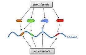 Raven Baxter, Ph.D. tweet media