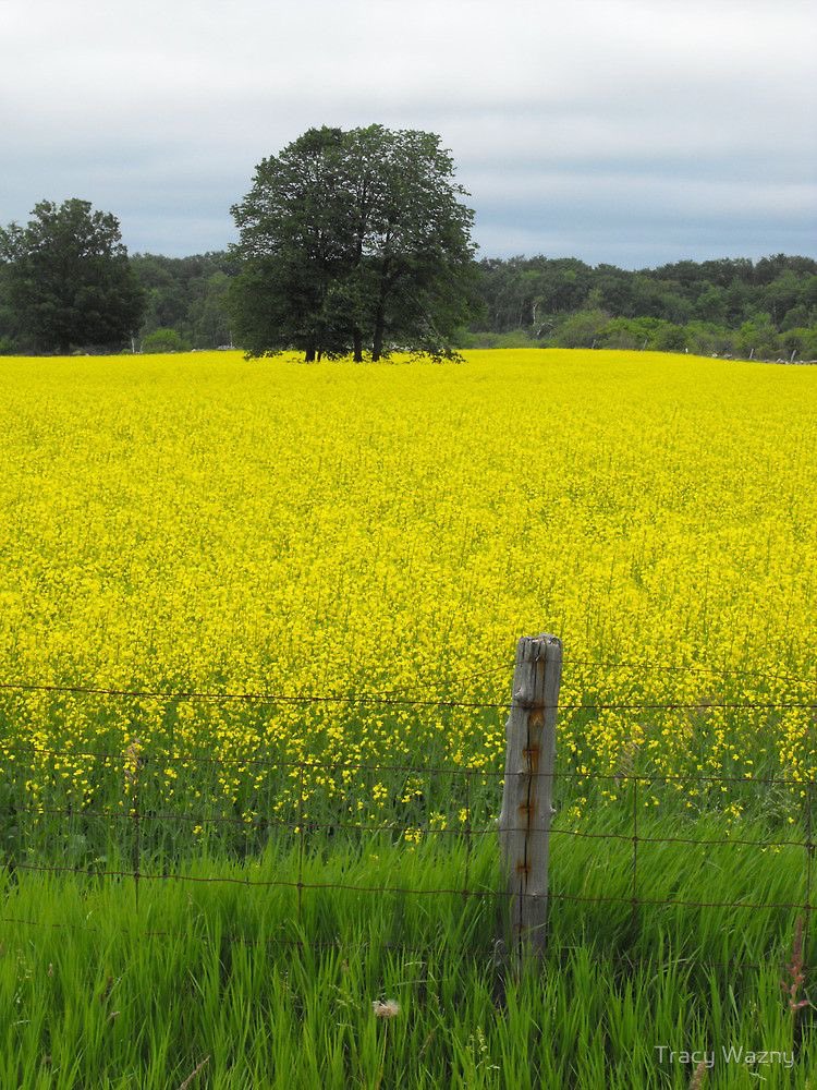 Canola Fields.