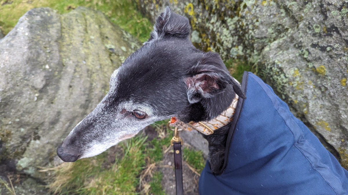 philwaud's tweet photo. Wild camping with Freddy , my lovely greyhound, on Blackstone Edge. Life is good! https://t.co/4lIqlSYAjs
