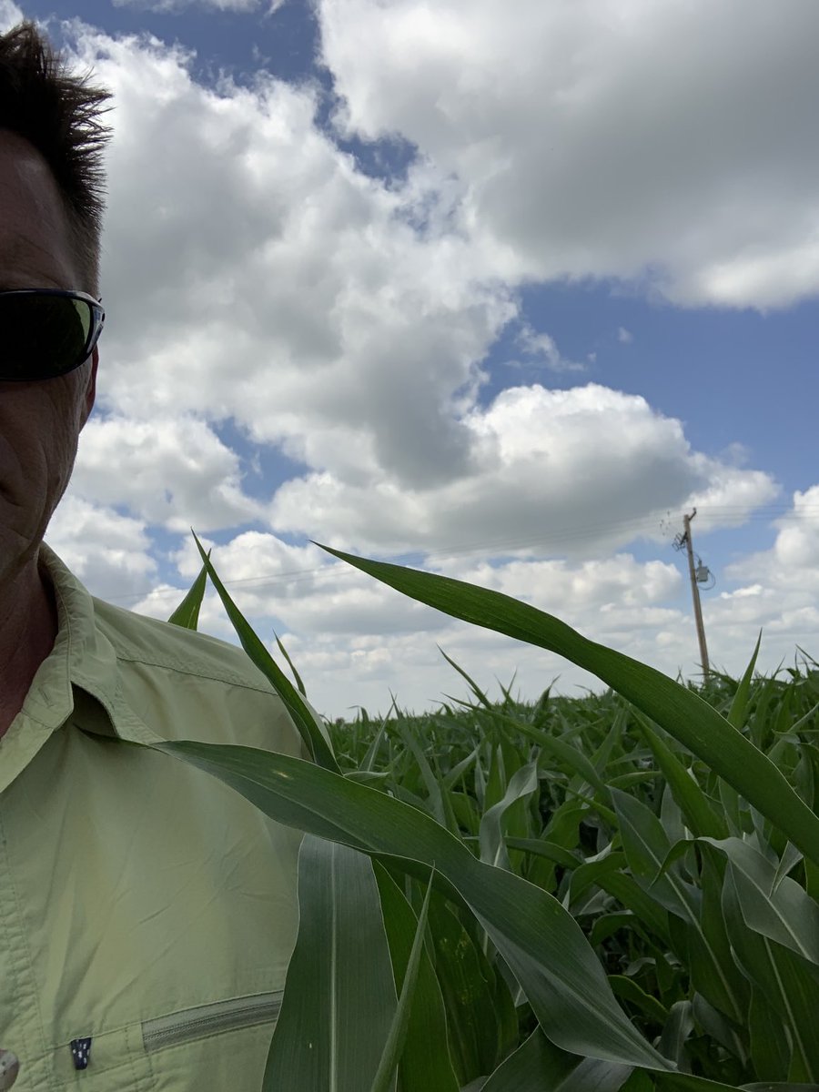 DKC20-23. I am going to call it more than knee high ⁦<a href="/Bayer4CropsCA/">Crop Science Canada</a>⁩