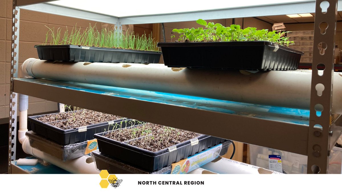 FarmtoSchoolBC's tweet photo. ๐ Congrats to Kyle Tapper, the #F2SBC North Central Pollinator Award recipient! ๐ฑ Kyle engages Mackenzie Secondary students in indoor hydroponics, soil-based cultivation, and advocates for local food production and education. A true champion of food literacy in #SD57! https://t.co/Ahb5om2CNu