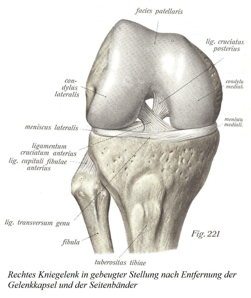 anatomia17's tweet photo. Kniegelenk, articulatio genu, articulatio tibiofibularis, membrana interossea cruris, syndesmosis tibiofibularis
https://t.co/Xu7G1KuYAQ https://t.co/3Pn3tqXv6u