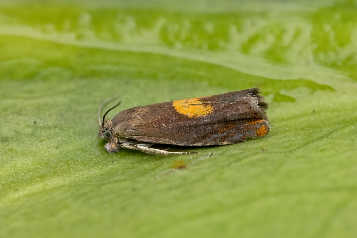 700 of 97 overnight in Burntisland, slightly disappointing diversity given recent catches and overnight conditions, but there was another new for garden, Dichrorampha alpinana. Garden list moves on to 618 and the annual total to 306, by far the highest total I've had by end June.