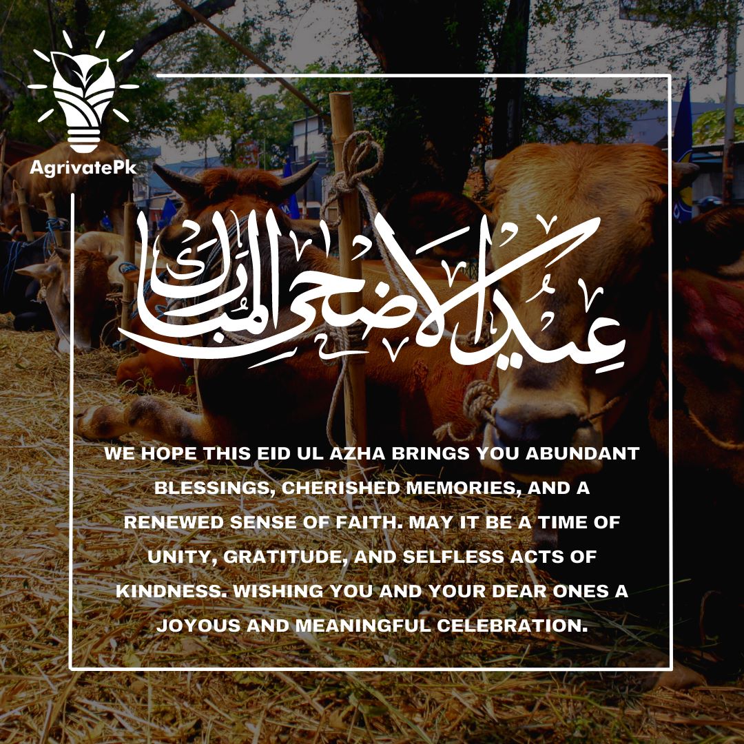 AgrivatePk's tweet photo. #EidMubarak #EidulAdha #Mubarak #AgrivatePk #Agrivate #ClimateAction https://t.co/jpdBhMTvDW