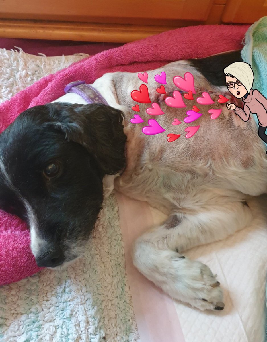 Unfortunately despite taking medication and the amputation of her toes RPD Gwen was still having problems so has today had a full leg amputation.
Surgery went well and although groggy Gwen is being nursed back to health by her mum.
Get well soon Gwen we are all thinking of you