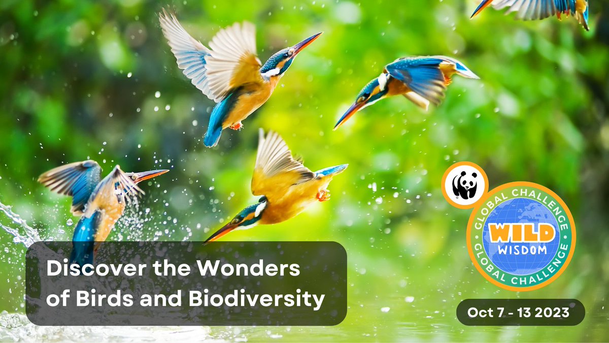 weareitza's tweet photo. 📢 Calling all teachers! The @WWF Global Challenge is back this autumn, and the 2023 challenge will be focused on birds. 🦜

The challenge is free, fun and easy for teachers to get involved with. Find out more and sign up for your school here: https://t.co/7eh9L0vAY2

#WWF https://t.co/PUCC7fYcFY