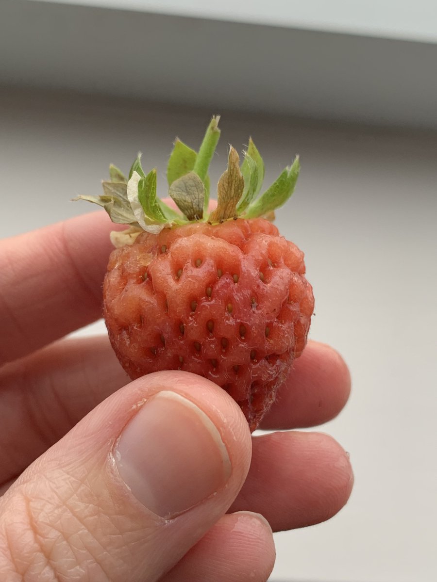 KoppertCa's tweet photo. Strawberries are affected by many different types of fungi. In this photo, you are seeing the beginning stages of Botrytis cinerea (Grey Mold). Infections will first appear as small brown lesions, often under the calyx (the green, leaf-like top, which encase a developing flower). https://t.co/Yc8OpjLyTT