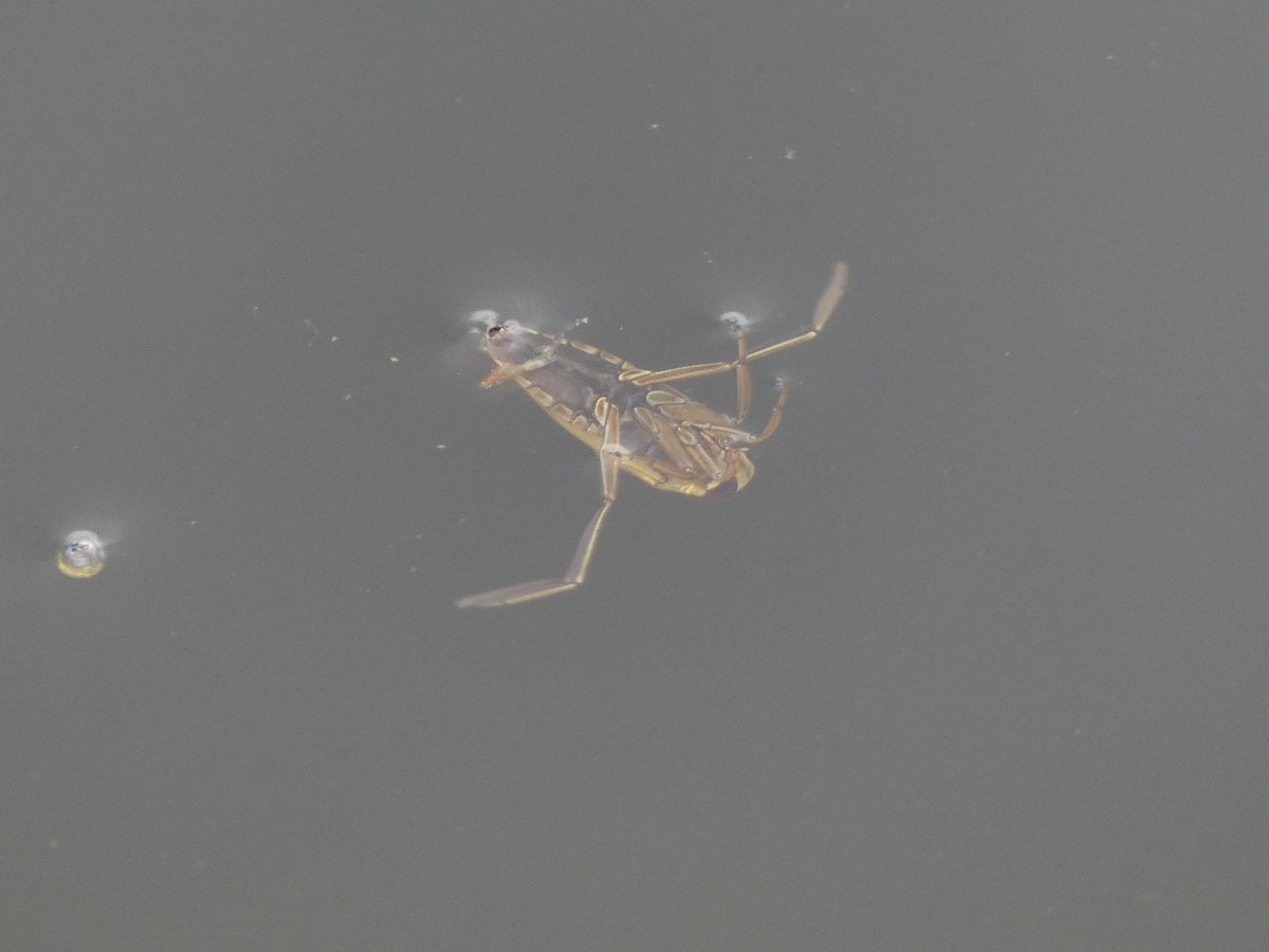 Beth Thomas tweet media