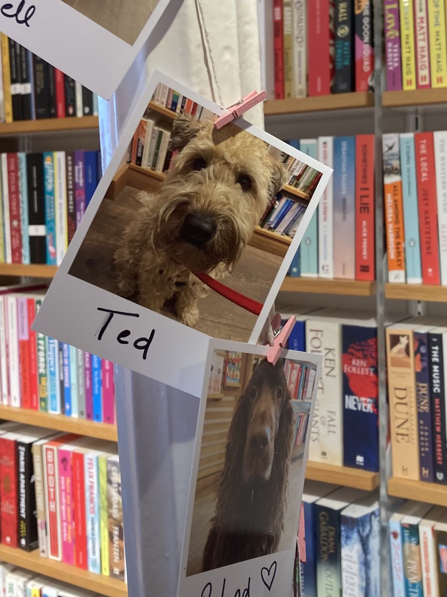Ted very at home in the beauty parade of canine visitors to ⁦<a href="/SouthwoldBooks/">Southwold Books</a>⁩