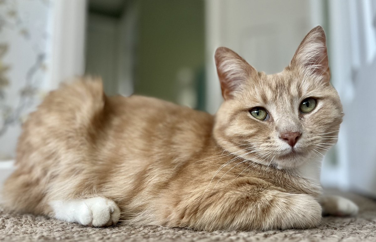 Hope your whisker Wednesday has been great. Playing indoors now due to rain mehhhhh 🧡😻🧡 #catsoftwitter #catsontwitter #adoptdontshop #CatsLover #catsprotection #catsprotectionawards #voteeric #rescuecat  #NationalCatAwards #WhiskerWednesday