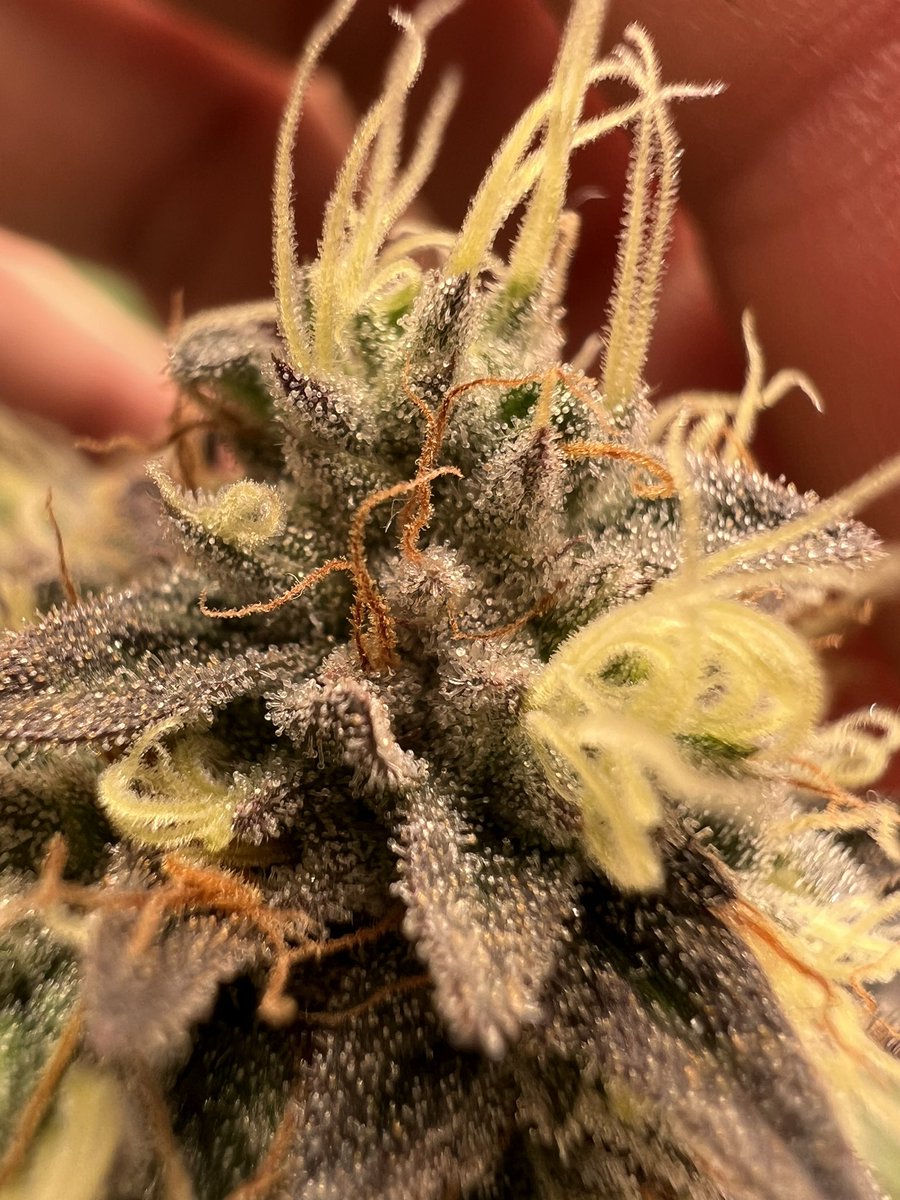 Gas_Mann420's tweet photo. Savage Genetics 𧬠: Gas Money βFEMβ π₯π₯π₯ Finish line π ππ Do one more good flush β¦ Let her dry back , and Chop πͺπ΄β
#Walipini #CommenGround #Mmemberville #CannaLand #DailyDose #WeedMob #STONER #Dank #BudPorn #Nugz #Harvest #GasMann420 β
β
β
https://t.co/dVMXm1U6KS