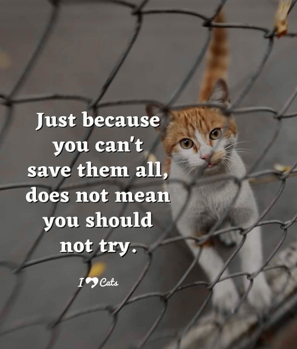 #CatsOfTwitter #Rescue #StrayCats #CommunityCats #FeralCats #SpayAndNeuter #TNR Trap Neuter Return