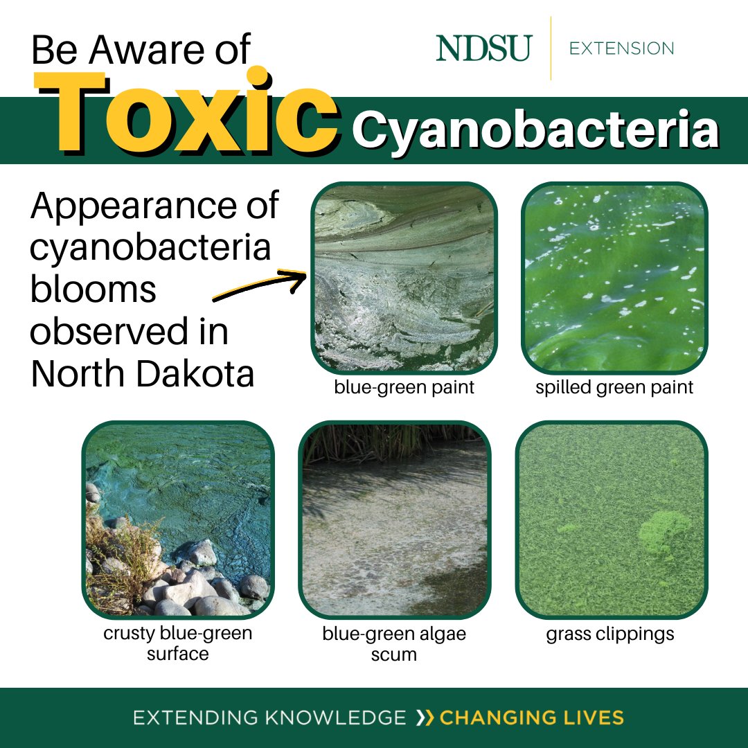 Harmful algal blooms are increasingly being reported to the <a href="/NDenvironment/">North Dakota Department of Environmental Quality</a> Quality. Blue green algae or cyanobacteria is harmful to livestock, pets and humans. For a list of bodies of water with advisories/warnings/under investigation storymaps.arcgis.com/stories/c87584…