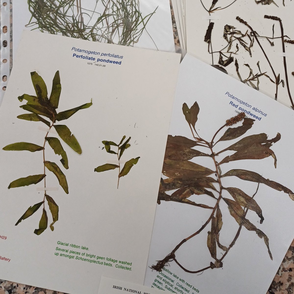 DBNherbarium (@dbnherbariumopw) on Twitter photo An absolute honour to be accessioning the herbarium of the late Don Cotton into the national collection <a href="/DBNherbariumOPW/">DBNherbarium</a>. A renowned naturalist, scientist & educator, as well as <a href="/BSBIbotany/">BSBI: Botanical Society of Britain & Ireland</a> vice county recorder for Sligo, Don made an immeasurable contribution to Irish ecology. An absolute honour to be accessioning the herbarium of the late Don Cotton into the national collection <a href="/DBNherbariumOPW/">DBNherbarium</a>. A renowned naturalist, scientist & educator, as well as <a href="/BSBIbotany/">BSBI: Botanical Society of Britain & Ireland</a> vice county recorder for Sligo, Don made an immeasurable contribution to Irish ecology.