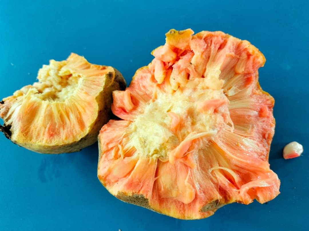 mizoraminsta's tweet photo. Mizo: Thei tat
Hindi: barhar
English: Monkey jack/monkey fruit
Binomial name: Artocarpus lacucha
Pic credit 📷 @moyimrenthlei
#theitat #tat #tatthei #thei #theithur #fruit #monkeyjack #monkeyfruit #lakoocha #artocarpuslacucha #barhar #fruitstagram #fruitporn #mizostyle #mizothei https://t.co/sNJxitPIaz