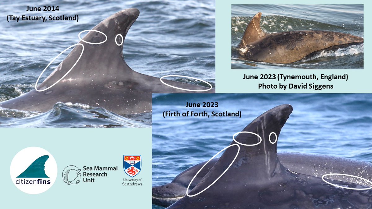Our #CitizenFins project started 2.5 years ago, receiving #bottlenose #photoID from NE England to help us understand the population's range expansion. We recently matched an old friend we had not seen since 2017, check the blog tinyurl.com/ykv7v3jp