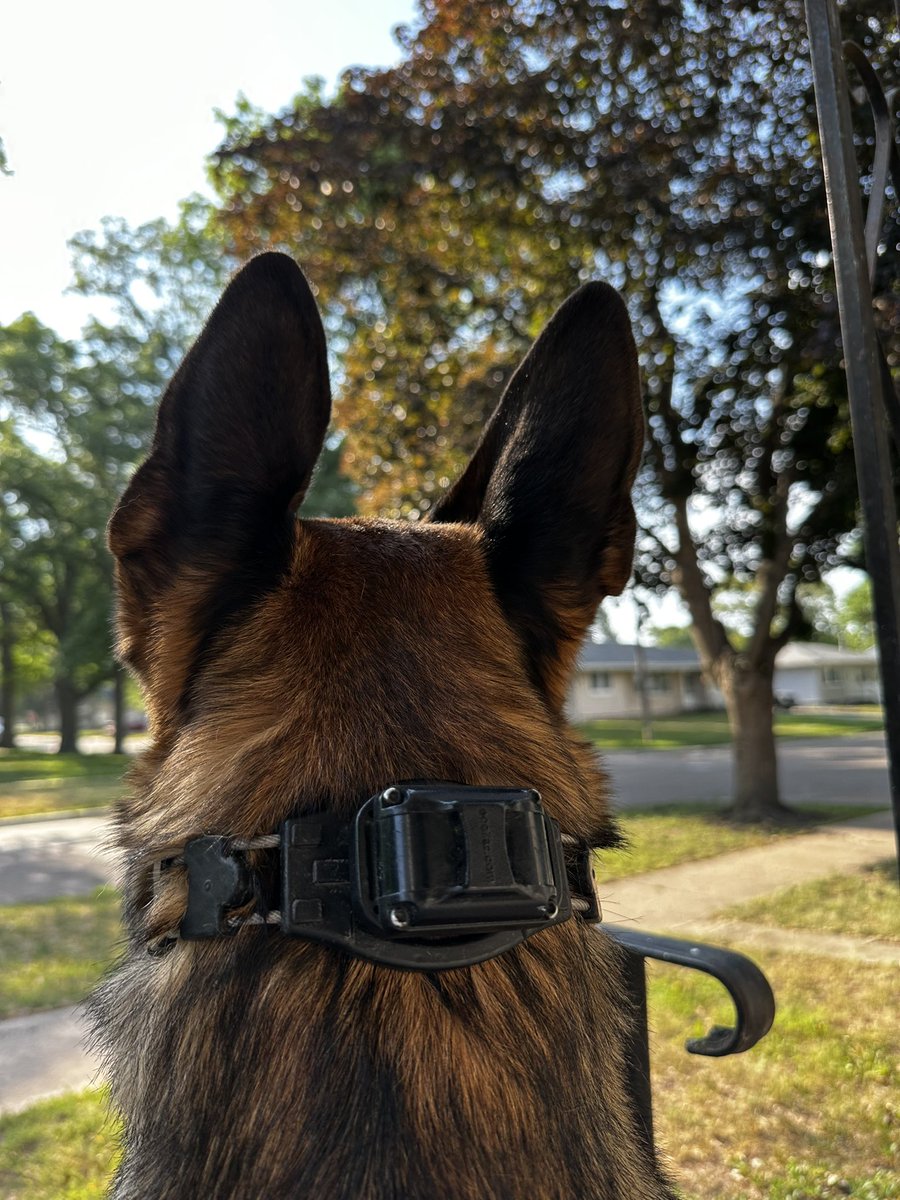 CPDPoPaws's tweet image. The morning coffee view with #K9Hunk.