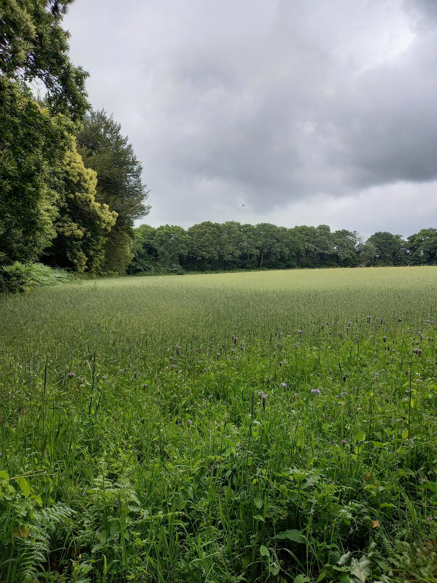 Alli'Homme tweet media