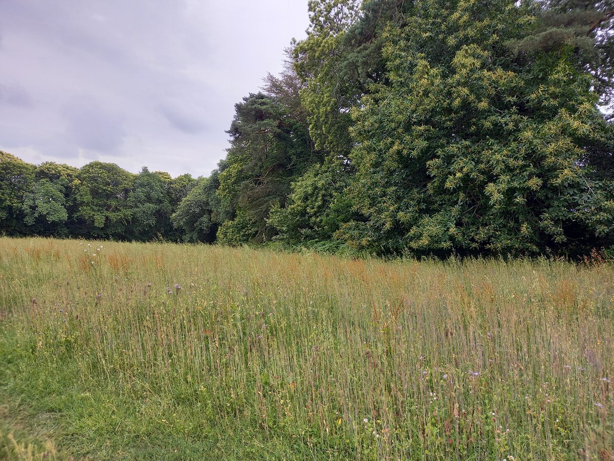 Alli'Homme tweet media