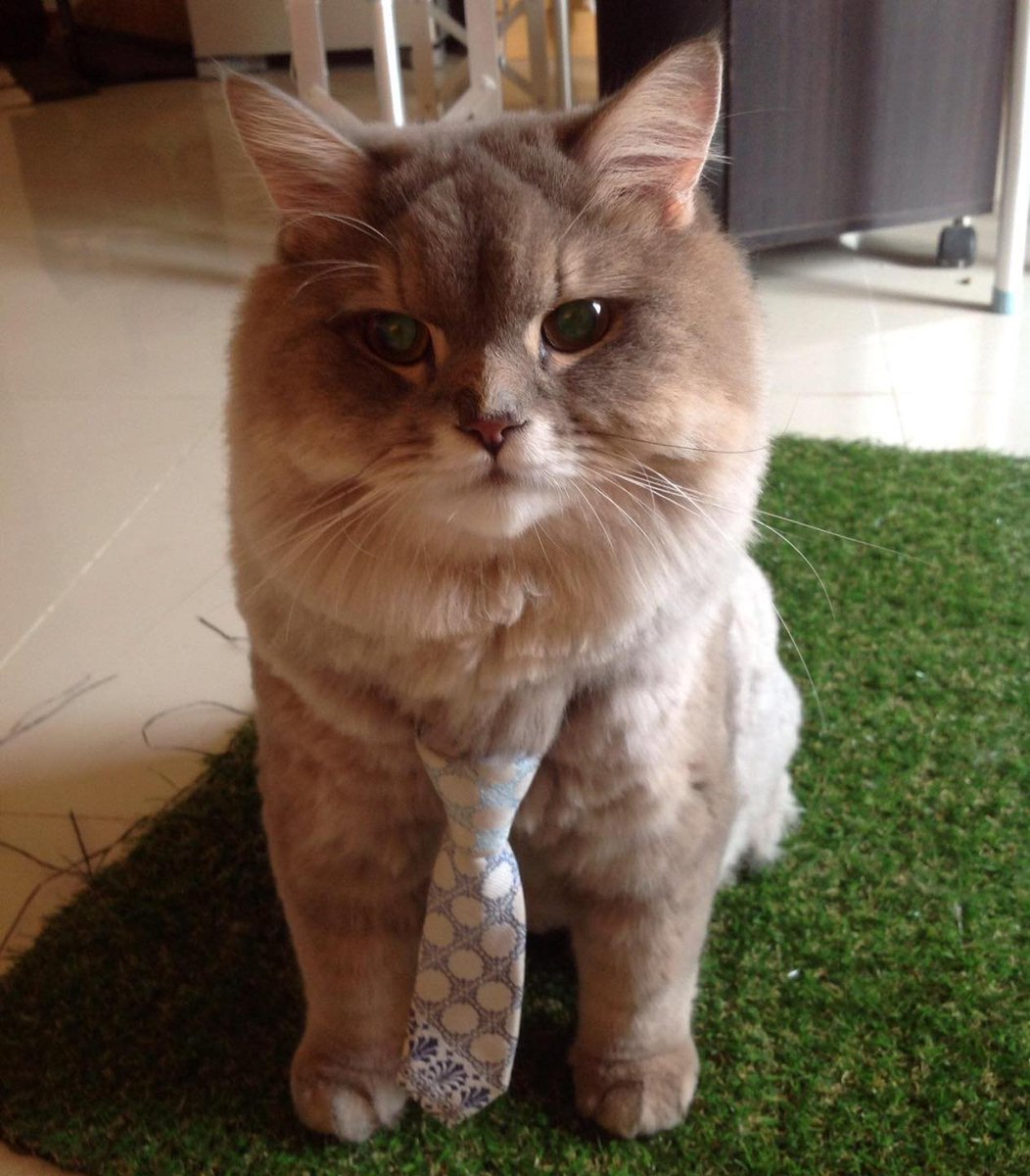 cats with jobs 🛠 (@catworkers) on Twitter photo 