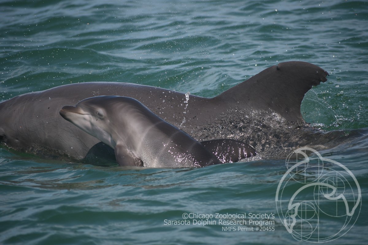 dolphinsarasota's tweet photo. You might know that research by #CZS-SDRP &amp; colleagues developed the understanding that each dolphin has a unique signature whistle it uses  — like a name. Now, new research indicates that dolphin moms use “baby talk” to communicate with their offspring! https://t.co/zLBsrbPQgI https://t.co/DwYLsFgFuj
