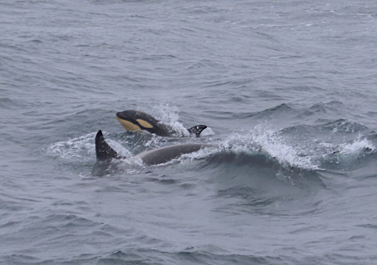 ORCA_web's tweet photo. Ocean Conservationist Kirsty &amp; guests on @HurtigrutenEXP #MSNansen were treated to orcas in the Labrador Sea! Here orca mainly eat herring however, one was interacting with a Northern bottlenose whale but it is unclear whether this was predation, harassment or more friendly! https://t.co/l2QHN0COZ0